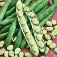 Broad Bean- Tripoli 10 seeds