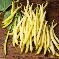 Dwarf Bean- Topnotch Golden Wax