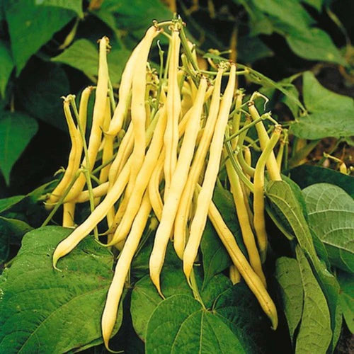 Dwarf Bean- Topnotch Golden Wax