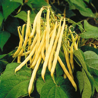 Dwarf Bean- Topnotch Golden Wax