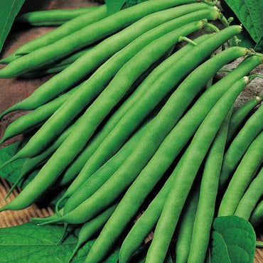 Dwarf Bean- Pioneer