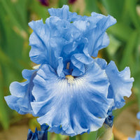 Iris Blue Bulb