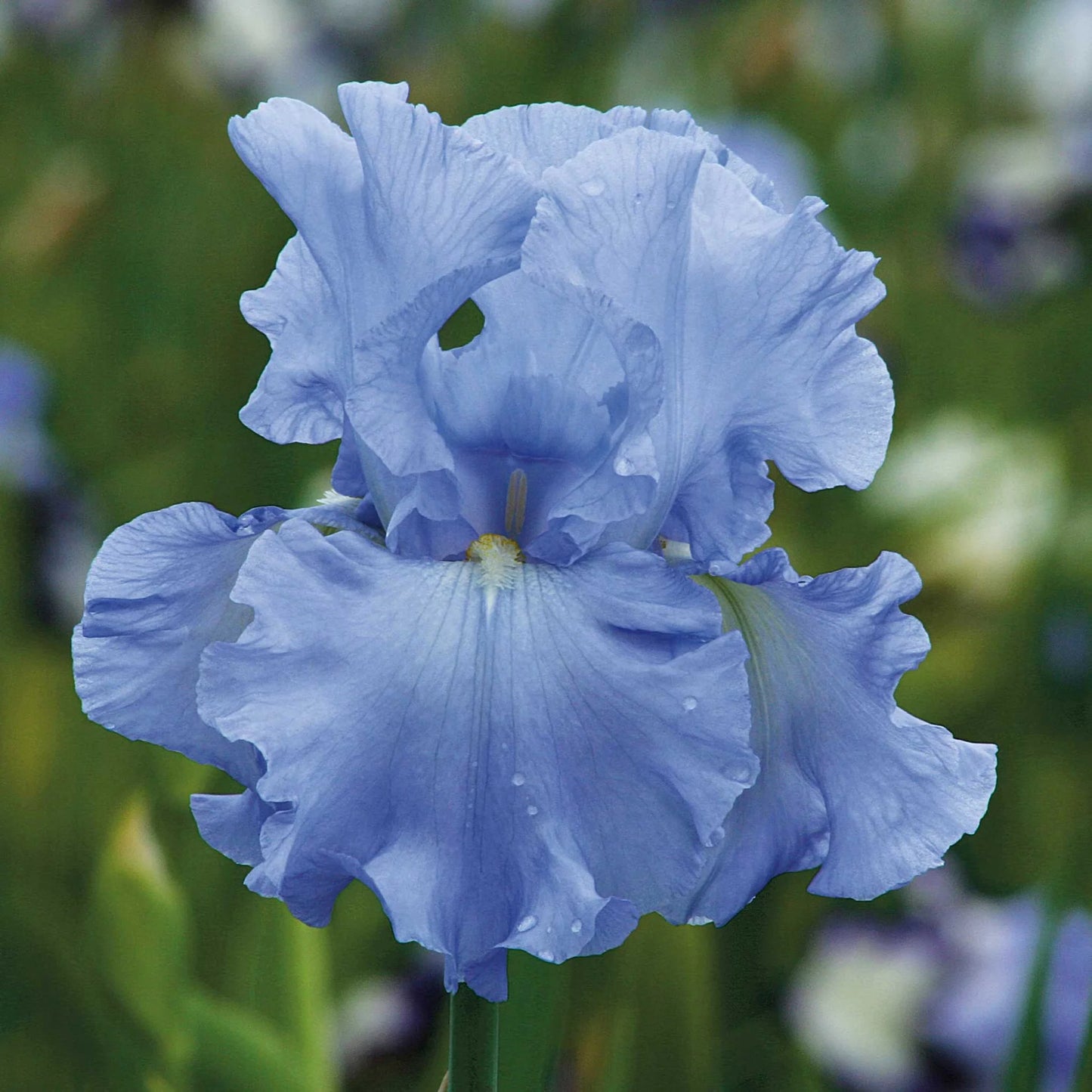 Iris Blue Bulb