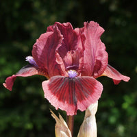 Cat's Eye Dwarf Bearded Iris Seeds