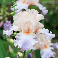 Celebration Song Bearded Iris