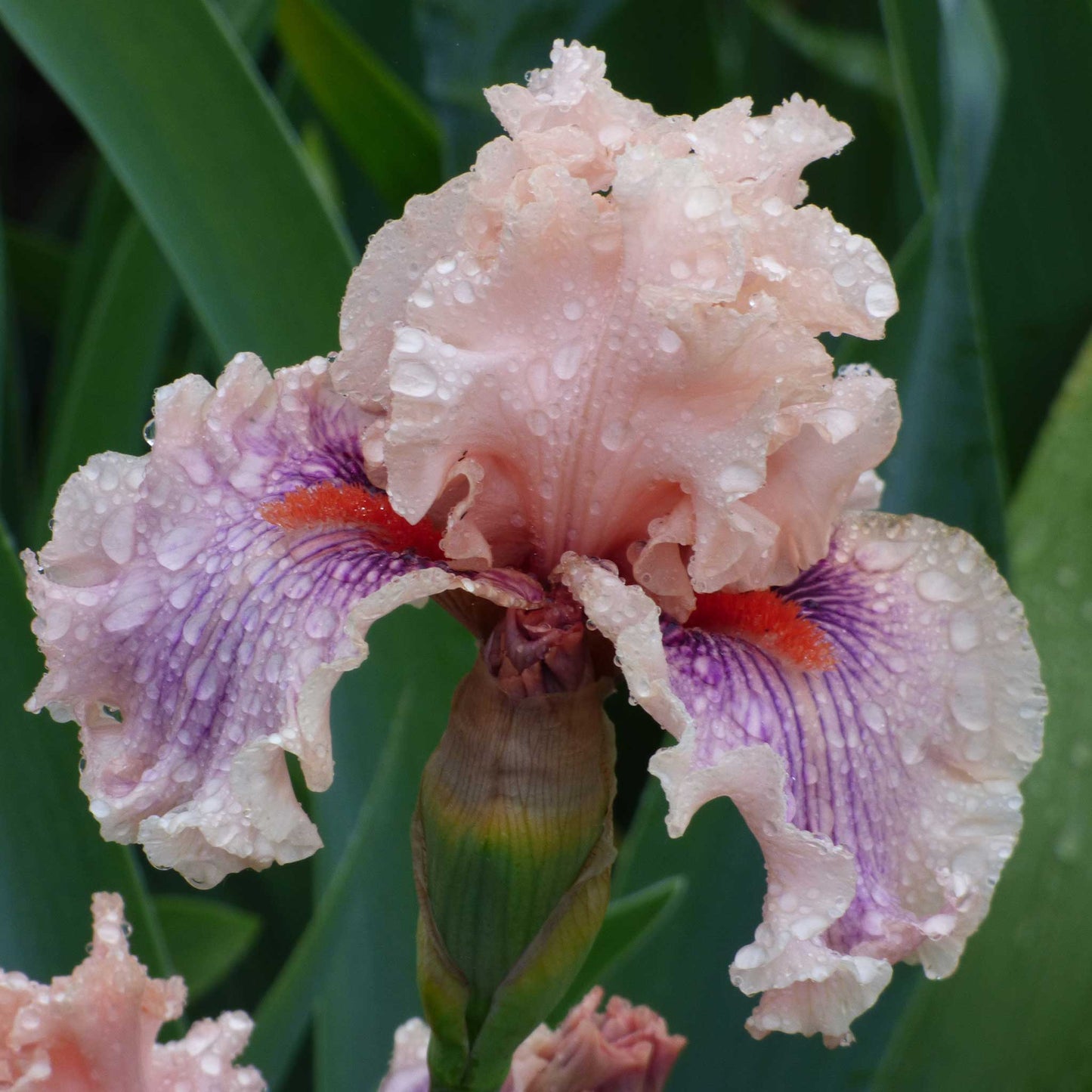 Center Line Bearded Iris Seeds