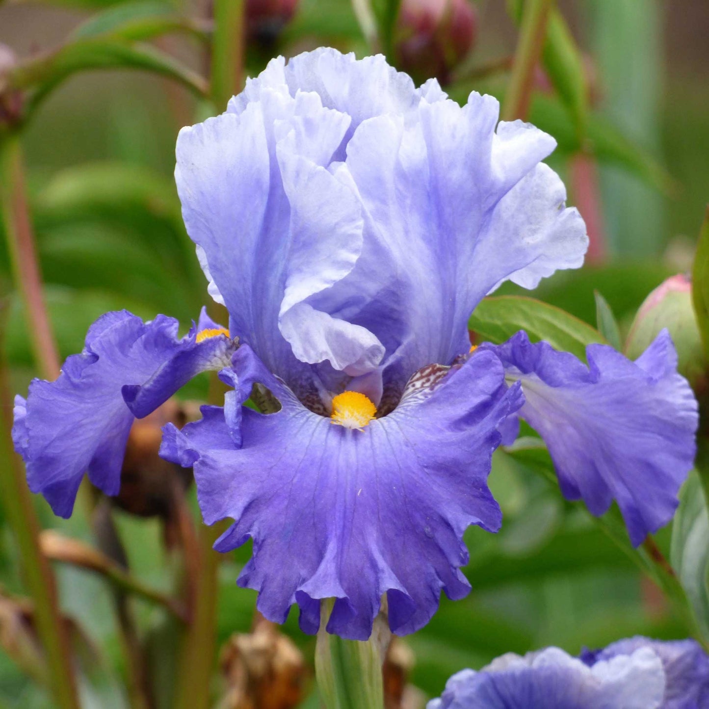 Picadilly Party Bearded Iris Seeds