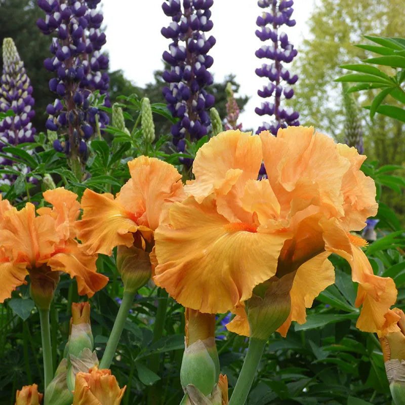 Orange Splash Bearded Iris Seeds