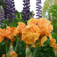 Penny Lane Reblooming Bearded Iris Seeds