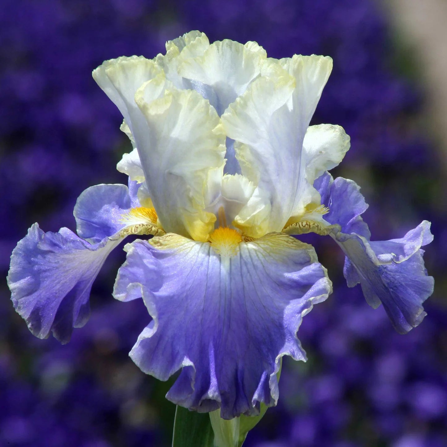 Gilt Edged Bond Bearded Iris Seeds
