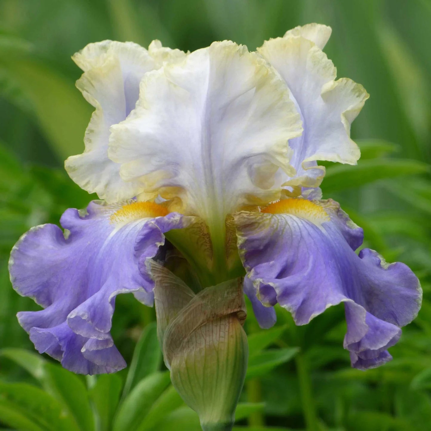 Gilt Edged Bond Bearded Iris Seeds
