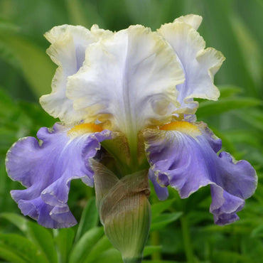 Gilt Edged Bond Bearded Iris Seeds