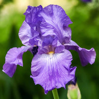 Dashing Reblooming Bearded Iris Seeds