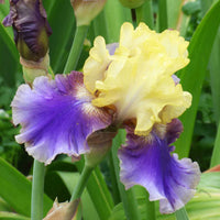 Rhythm of Love Bearded Iris Seeds