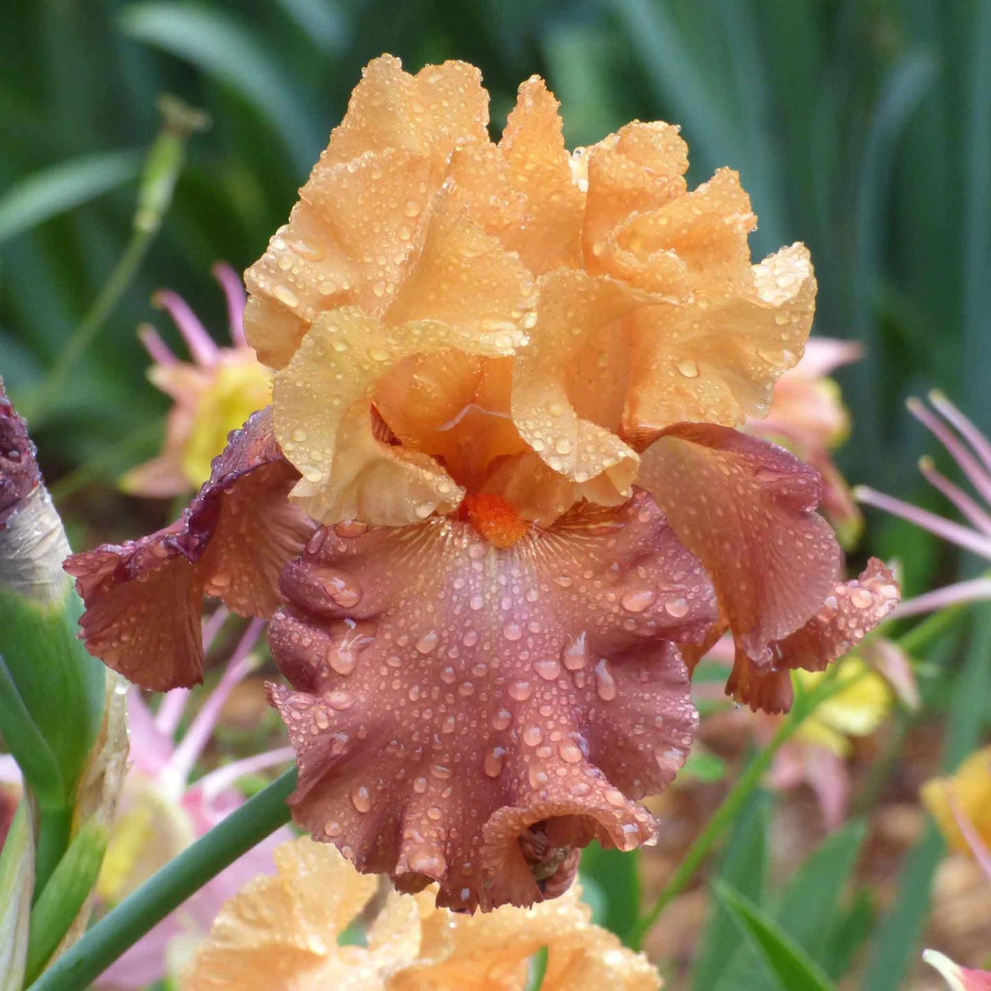 Lovely Senorita Bearded Iris Seeds