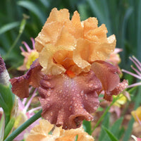 Lovely Senorita Bearded Iris Seeds