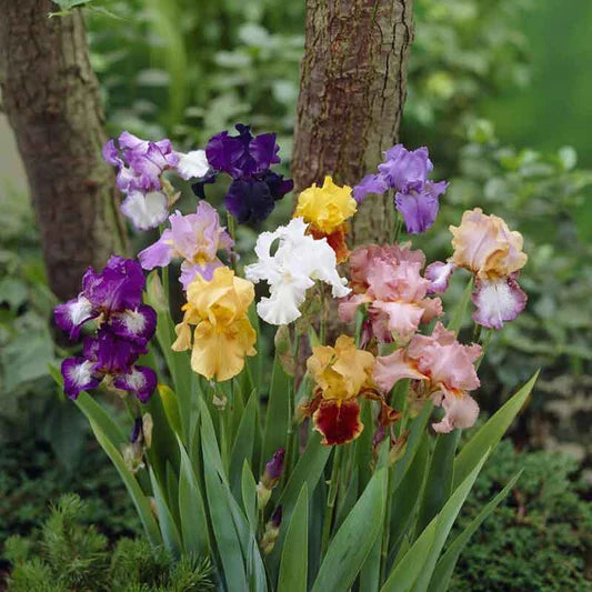 Plicata Bearded Iris Mixture