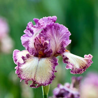 Rock Star Reblooming Bearded Iris Seeds