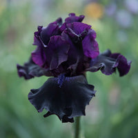 Superstition Bearded Iris Seeds