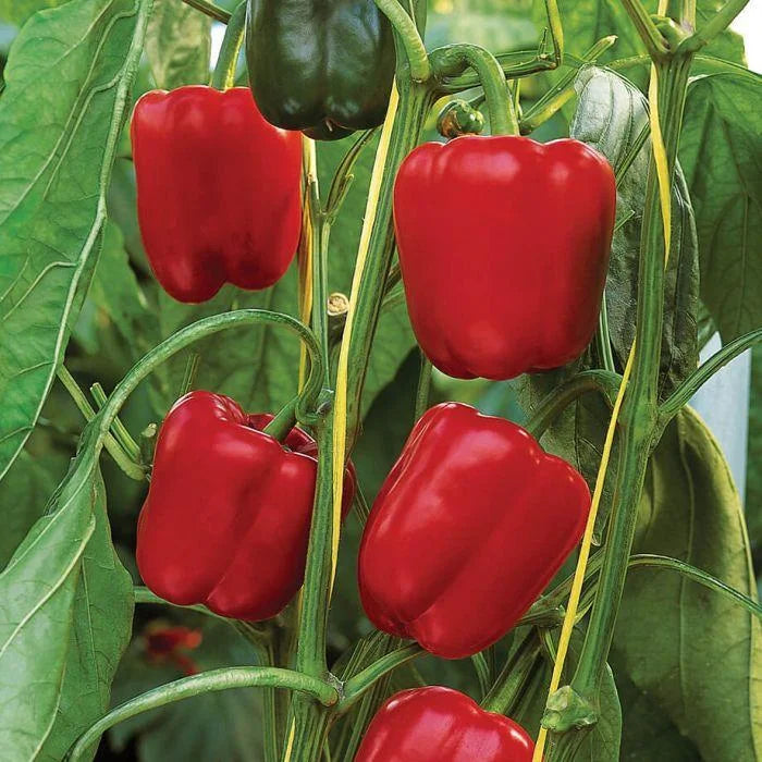 Pepper Sprinter Organic Seeds