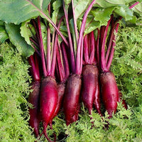 Cylindra – Beet Seed