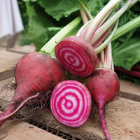 Chioggia Guardsmark – Organic Beet Seed