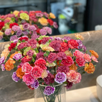 Double Carnation Flower Seeds