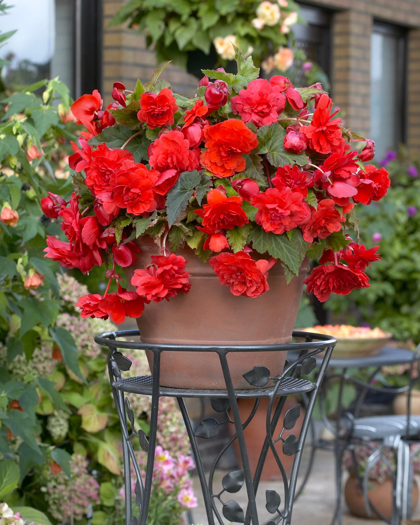Red Glory Hanging Basket Begonia
