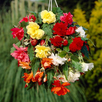 Fragrant Hanging Basket Begonia Mixture