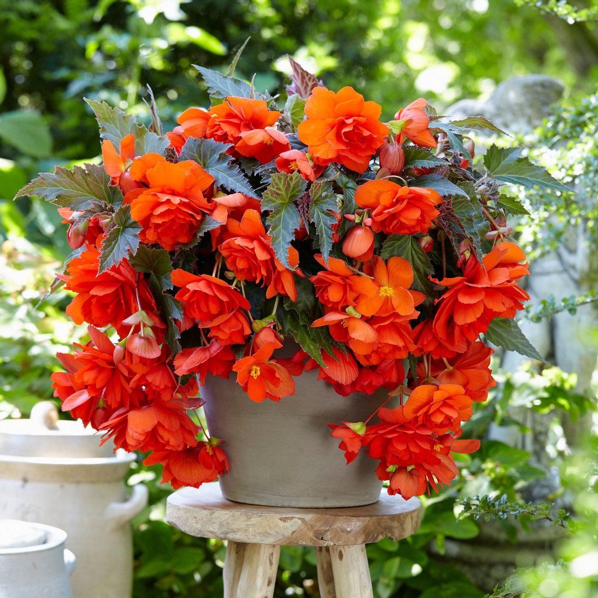 Orange Cascade Begonia