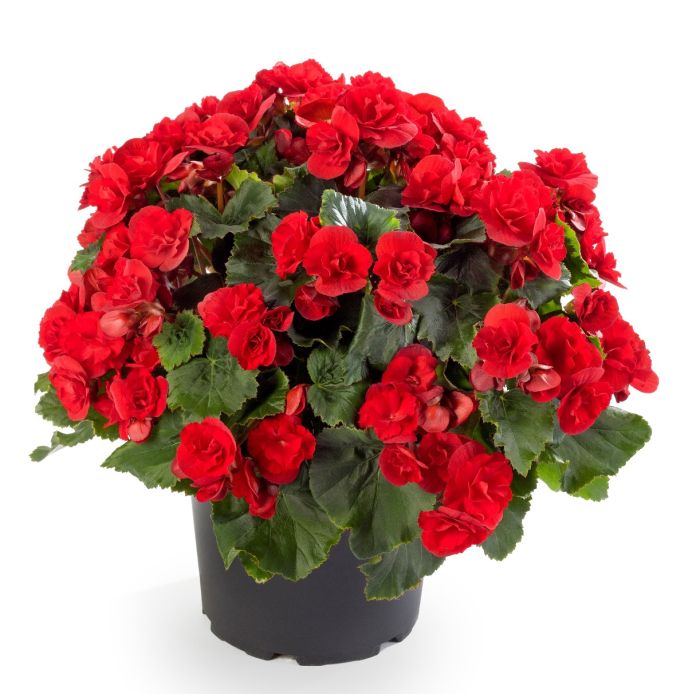 Hanging Flower Seeds for Planting, Heirloom, Non-GMO, 100