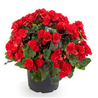 Hanging Flower Seeds for Planting, Heirloom, Non-GMO, 100