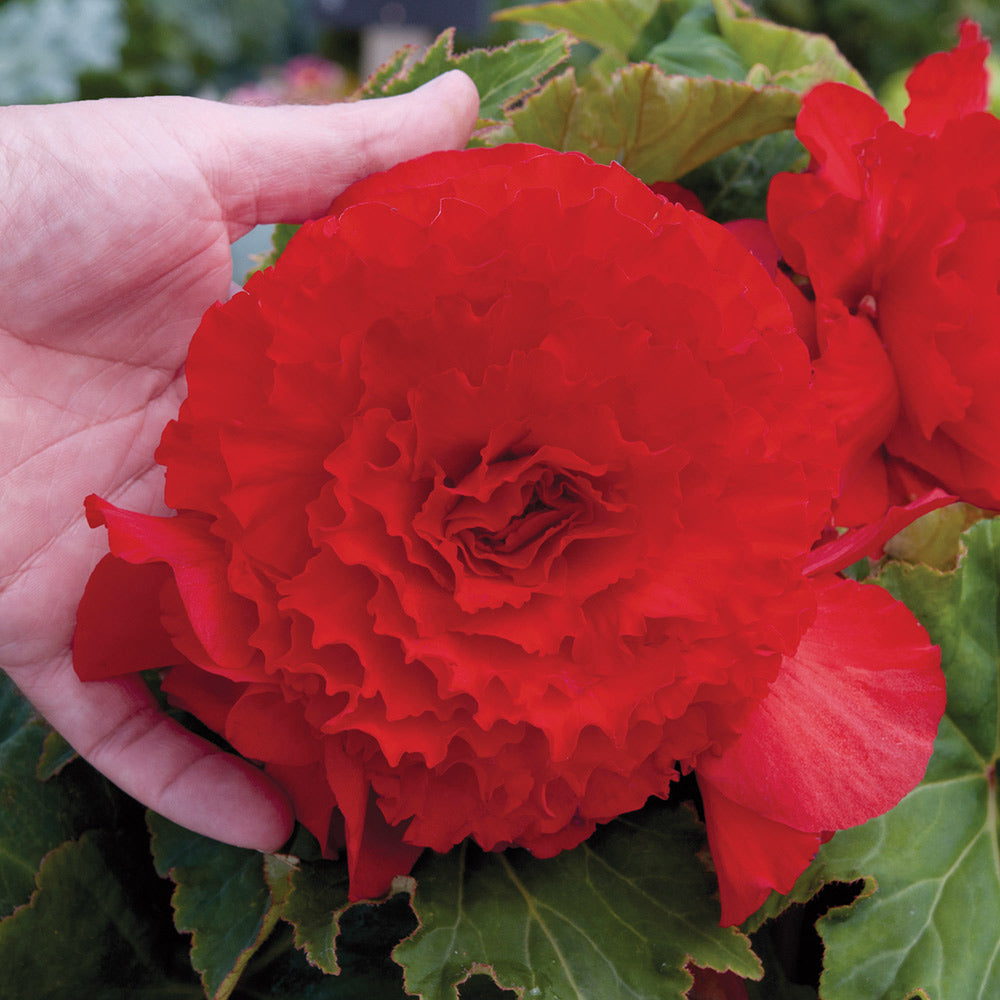 Prima Donna Begonia Red