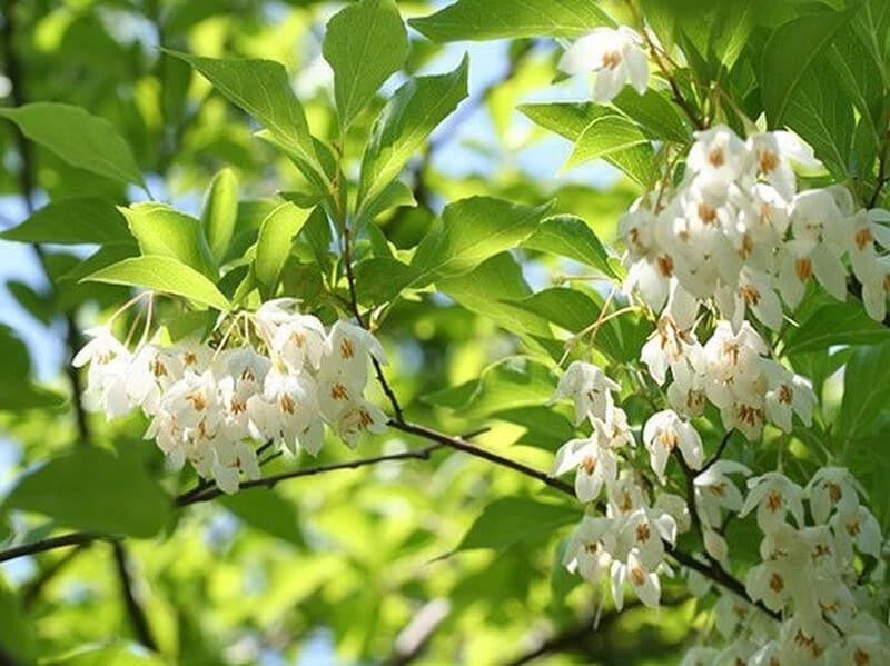 Heirloom Non-GMO Styrax Benzoin Flower Seeds for Planting – Fragrant Medicinal Tree Seeds - Non-GMO for planting in home garden