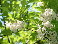 Heirloom Non-GMO Styrax Benzoin Flower Seeds for Planting – Fragrant Medicinal Tree Seeds - Non-GMO for planting in home garden