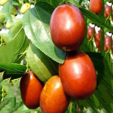 Gol Ber Seeds