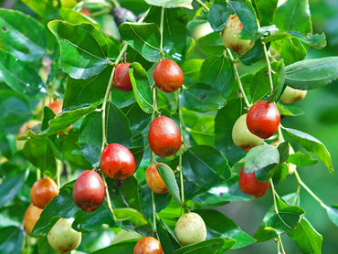 Red Date Seeds