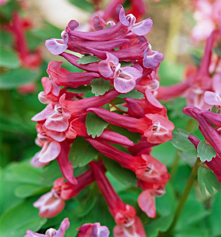Pink Corydalis Flower Seeds for Planting - 100 pcs