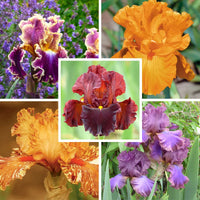 Buttercup Skies Bearded Iris Mixture Seeds