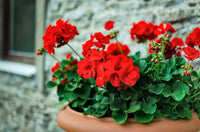 Heirloom Non-GMO Geranium Pelargonium Flower Seeds for Planting – Colorful Garden Blooms - Non-GMO for planting in home garden