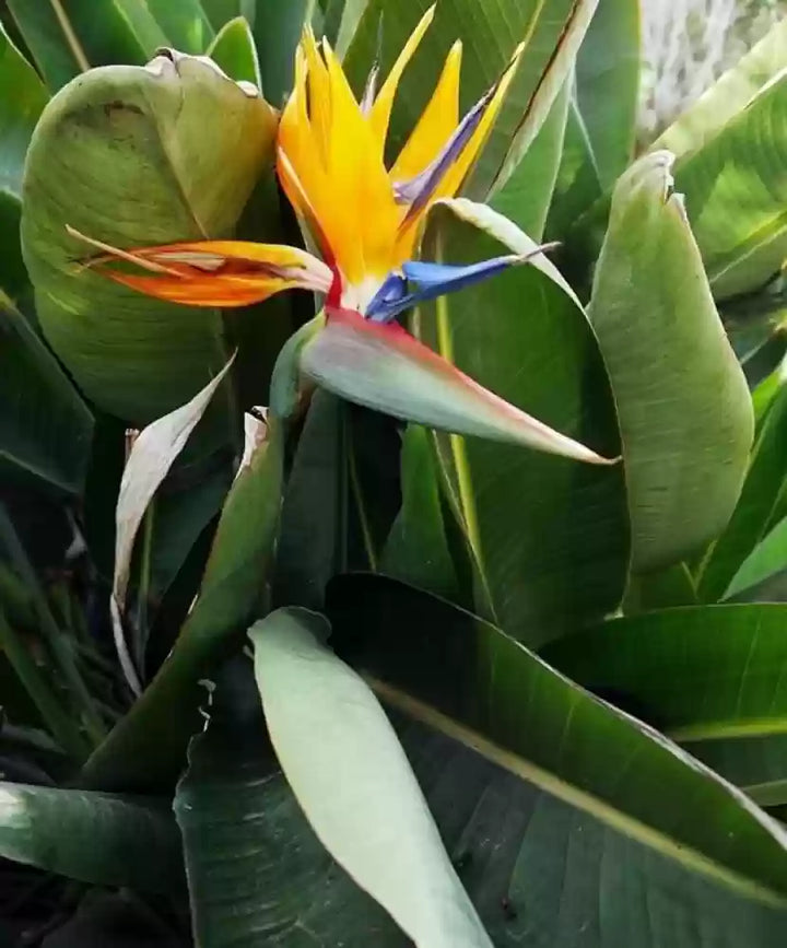 Heirloom Non-GMO Green Strelitzia Reginae Flower Seeds for Planting – Rare Tropical Bird of Paradise Seeds