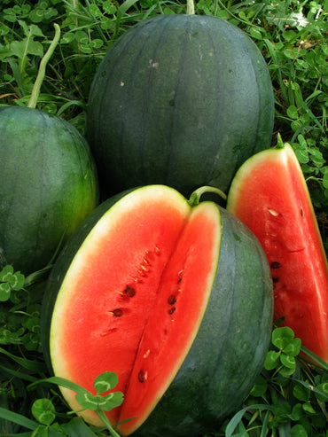 Watermelon- Blacktail Mountain