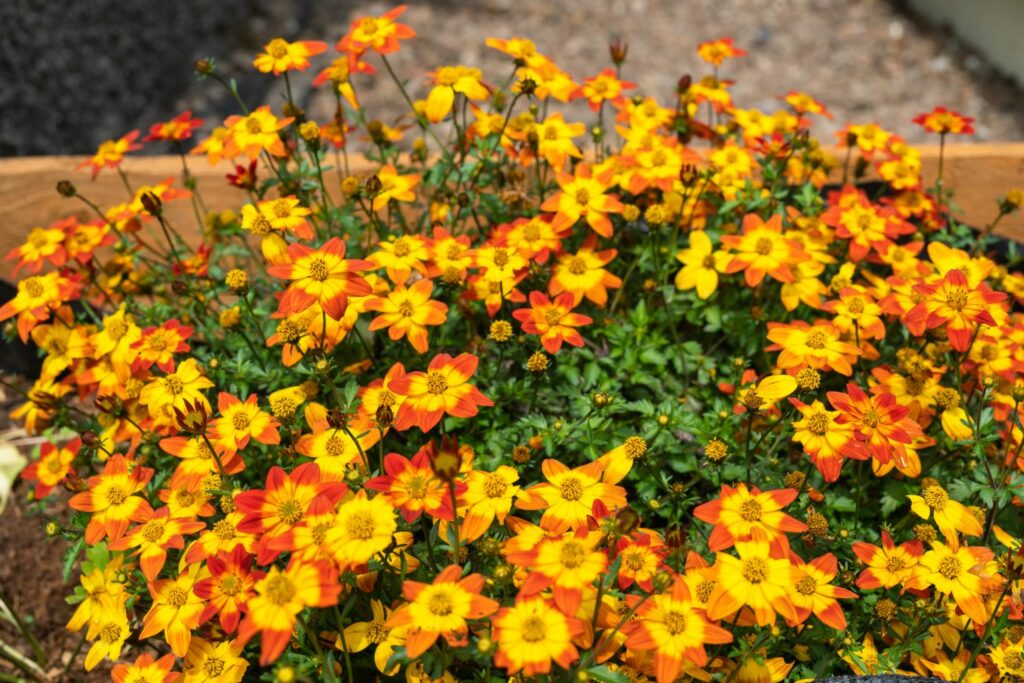 Seedling 5 Pack- Bidens- Taka Tuka Yellow Centre
