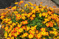 Seedling 5 Pack- Bidens- Taka Tuka Yellow Centre