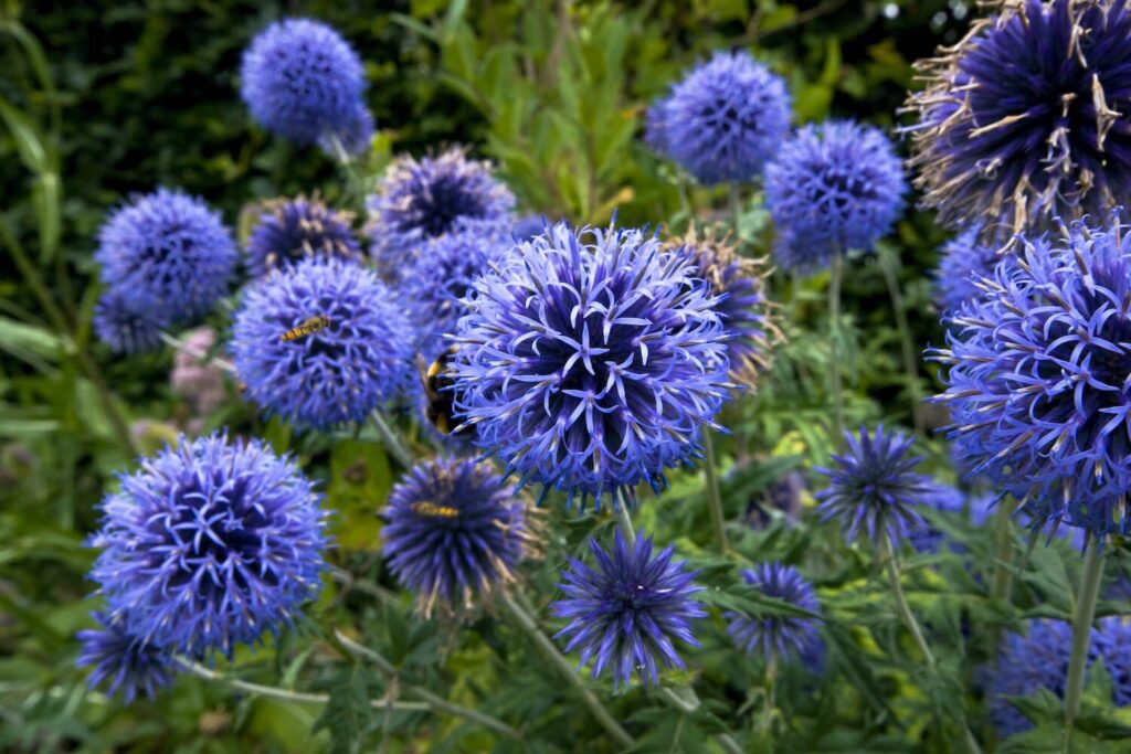 Heirloom Echinops Flower Seeds, Non-GMO Globe Thistle Blooms for Drought-Tolerant Garden Planting for planting in home garden