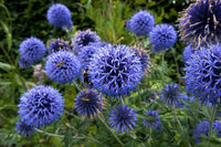 Heirloom Echinops Flower Seeds, Non-GMO Globe Thistle Blooms for Drought-Tolerant Garden Planting for planting in home garden