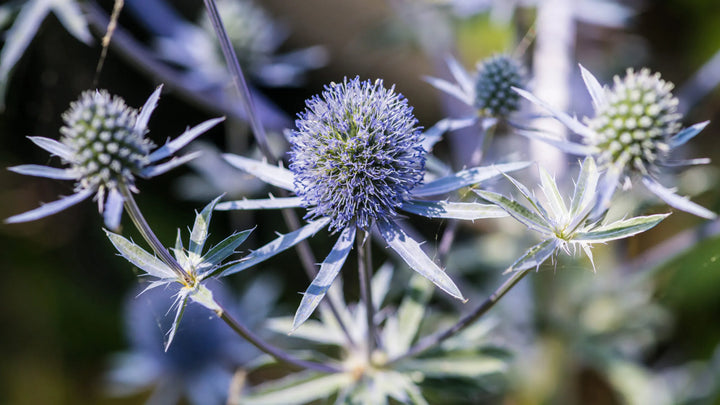 Heirloom Non-GMO Hobbit Sea Holly Eryngium Flower Seeds for Planting – Unique Spiky Blooms