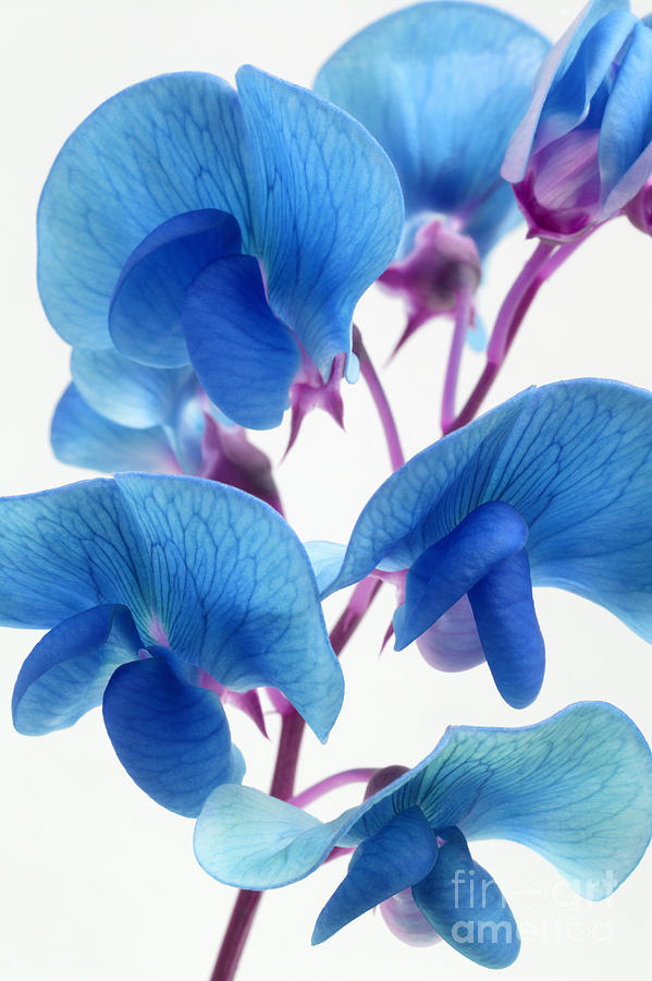 Pea Flower Seeds for Planting, Heirloom, Non-GMO, 100 for planting in home garden