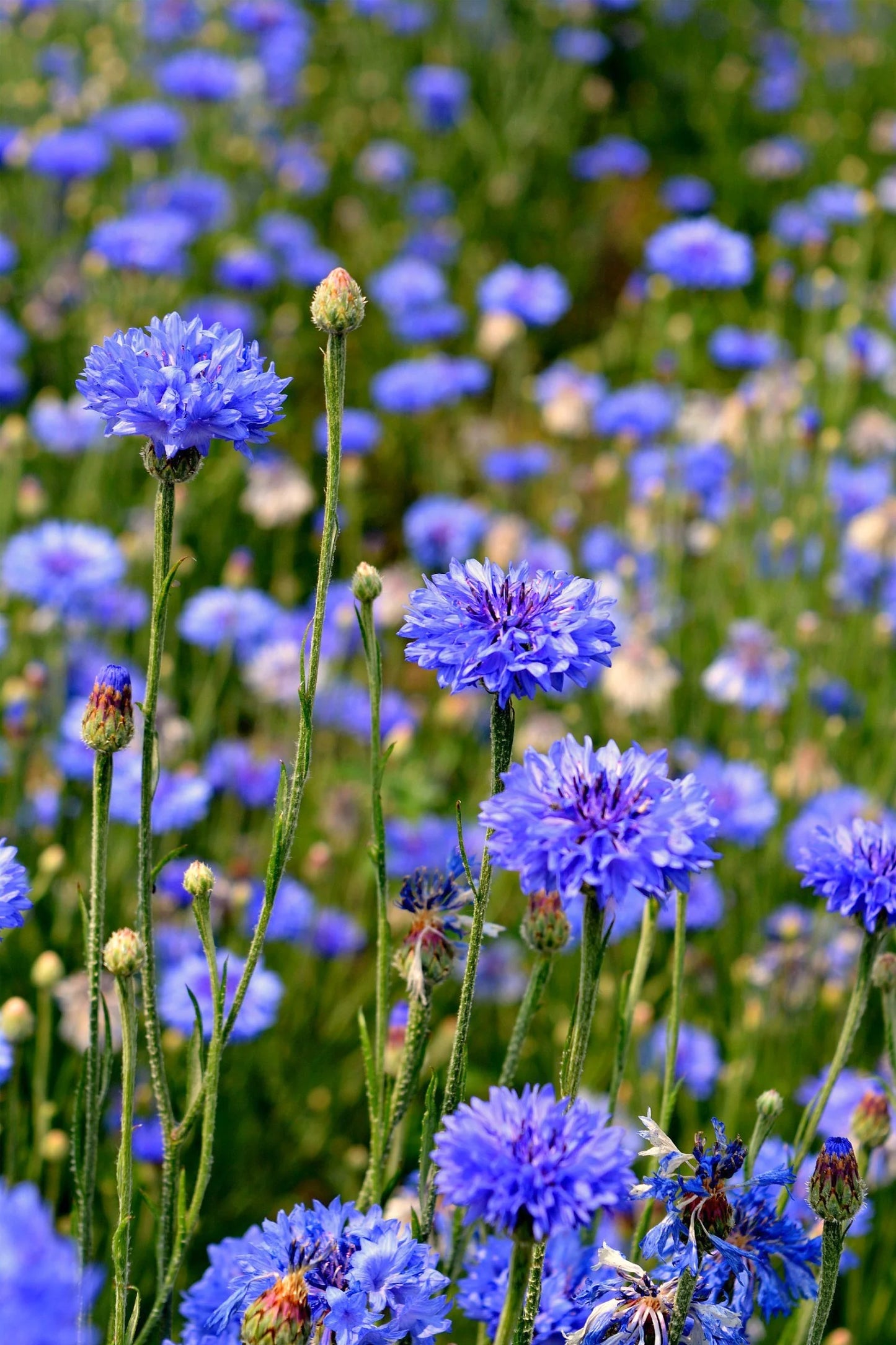 Florist Blue Boy – Centaurea Seed