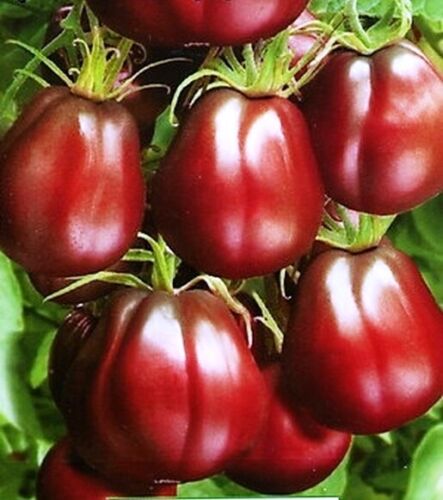 Truffle Black Tomato Vegetable Seeds for Planting-Heirloom & Non-GMO Seeds for planting